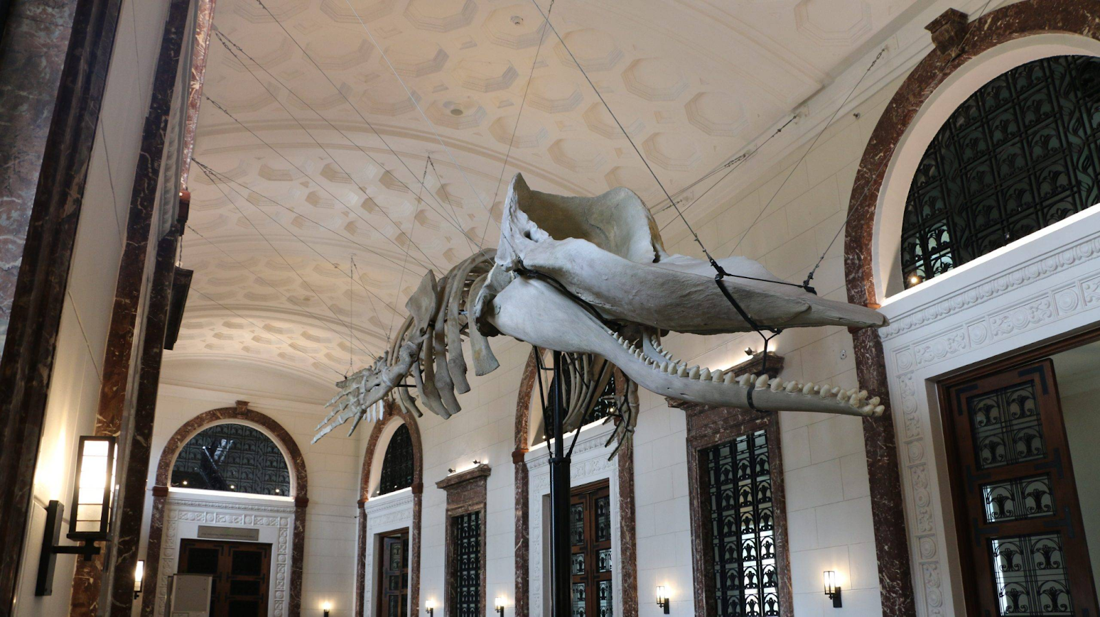 A photo of a Marinduque Sperm Whale