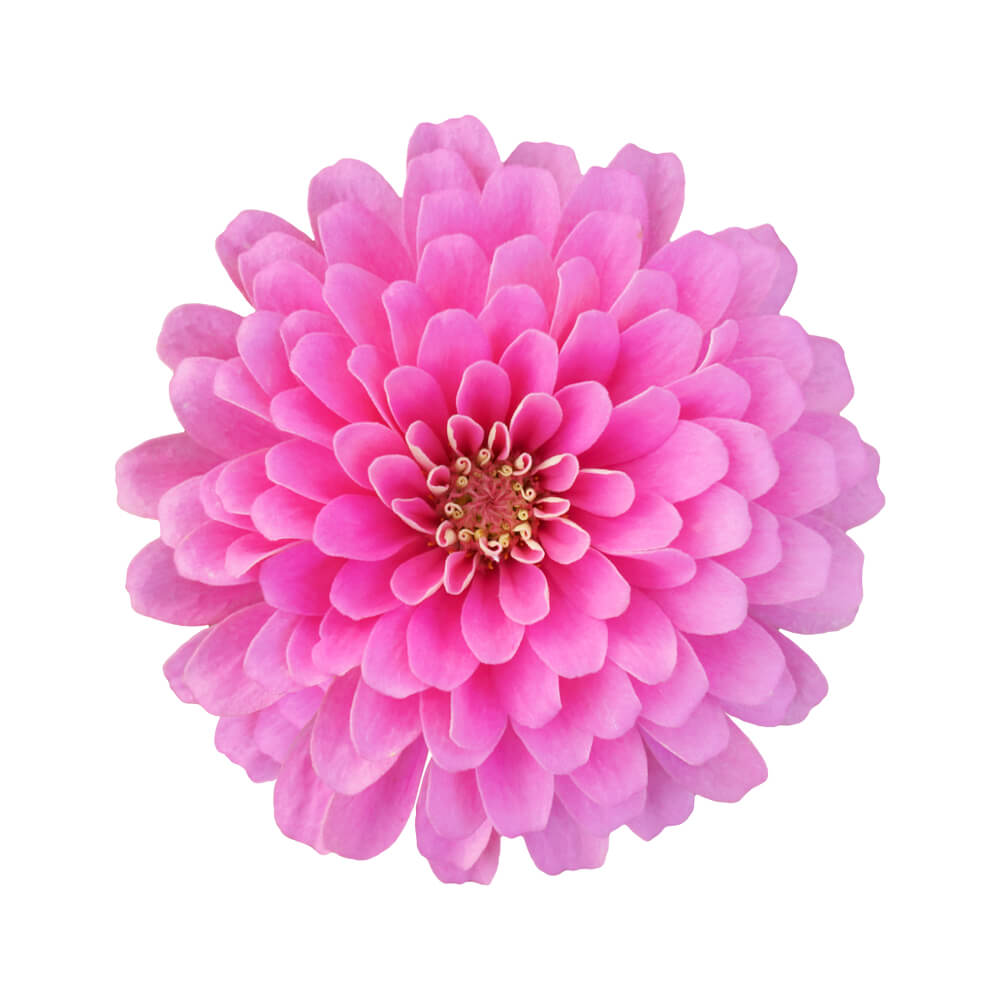 Dahlia