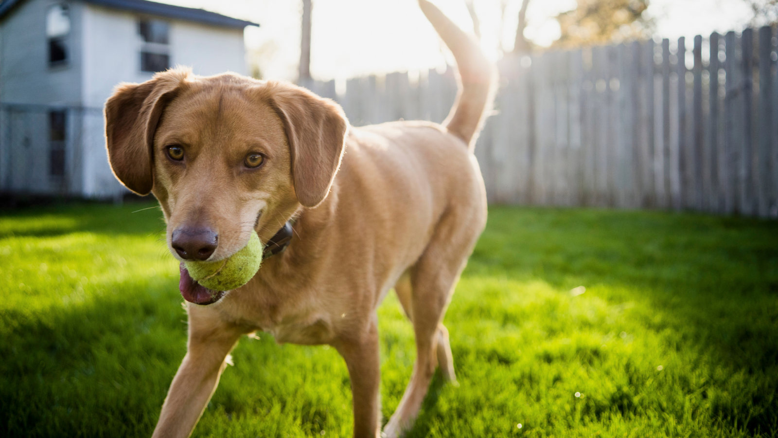 why do dogs love tennis balls