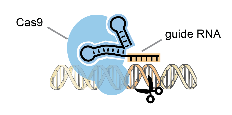 ‘Democratizing biology’: Stanford bioengineering lab provides affordable gene-editing kit for high school students