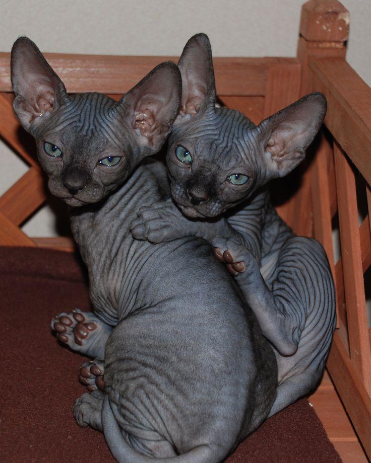 how much does a sphynx cost - hairless cat price - sphynx price —  NOCOATKITTY SPHYNX