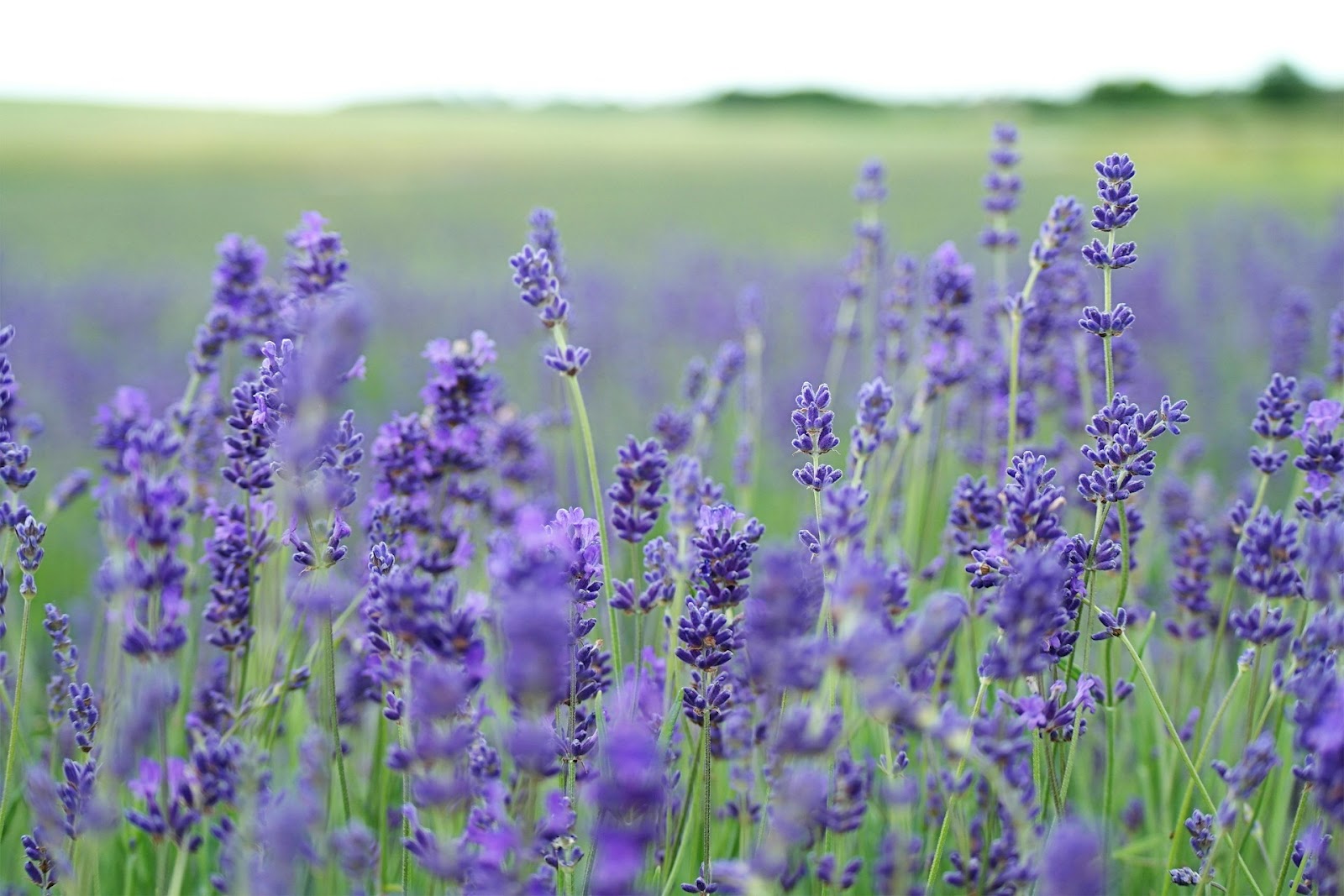 Care For Lavender