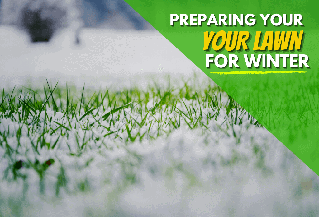 Winter Lawn Care