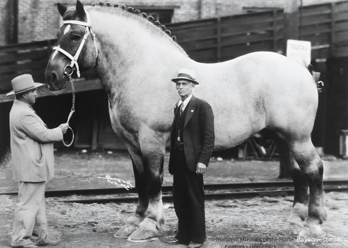 Tallest Horse in History
