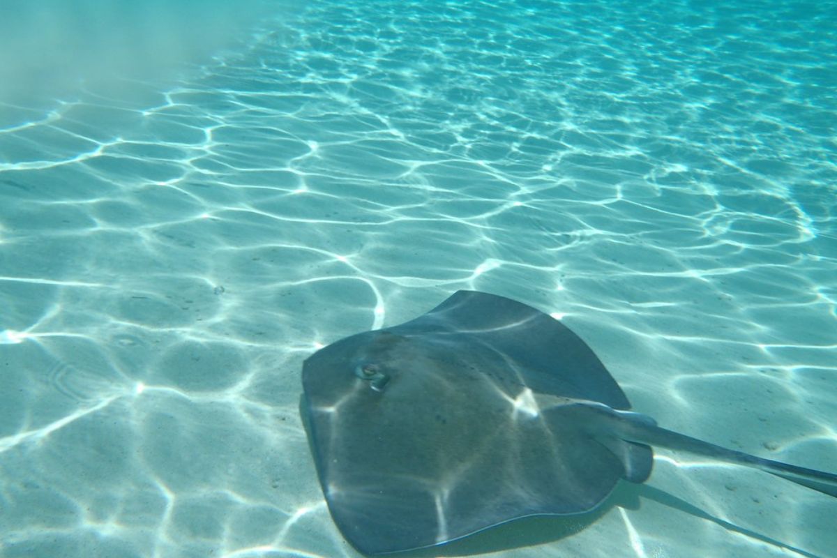 stingray swimming under clear water