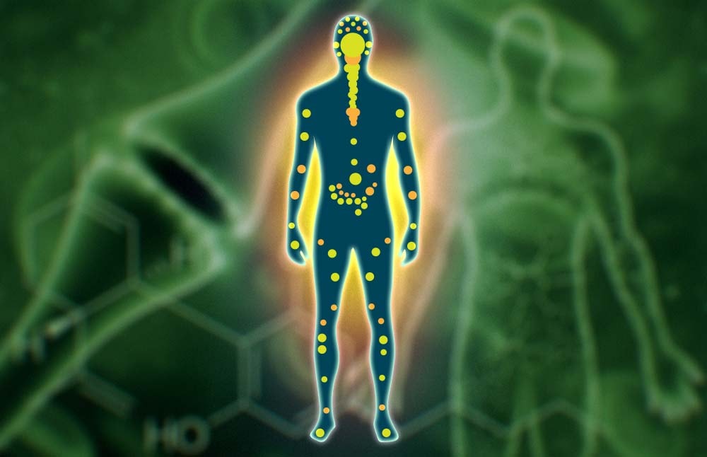 How THC Interacts with the Body?