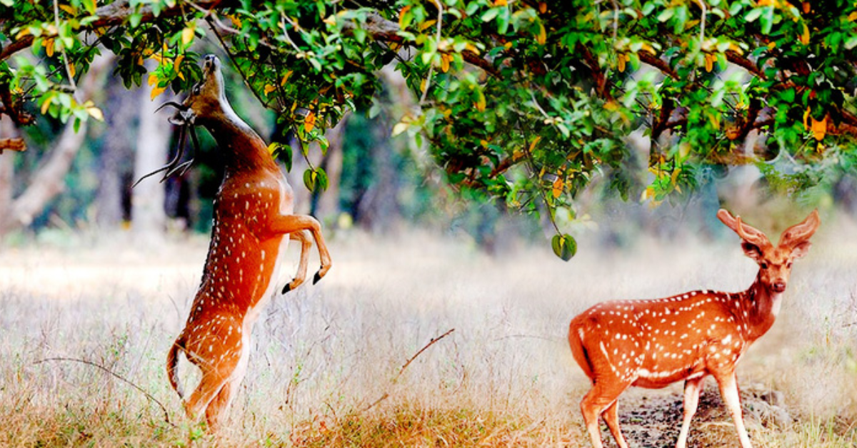 animals in Mrugavani National Park