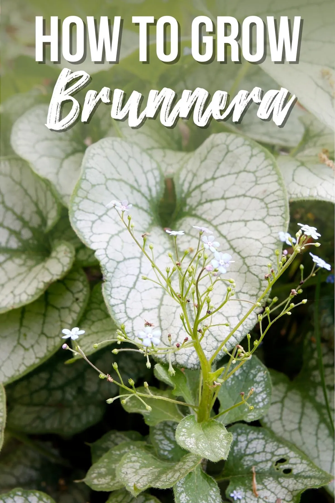 Plant Brunnera in the Garden: Step-by-Step Guide