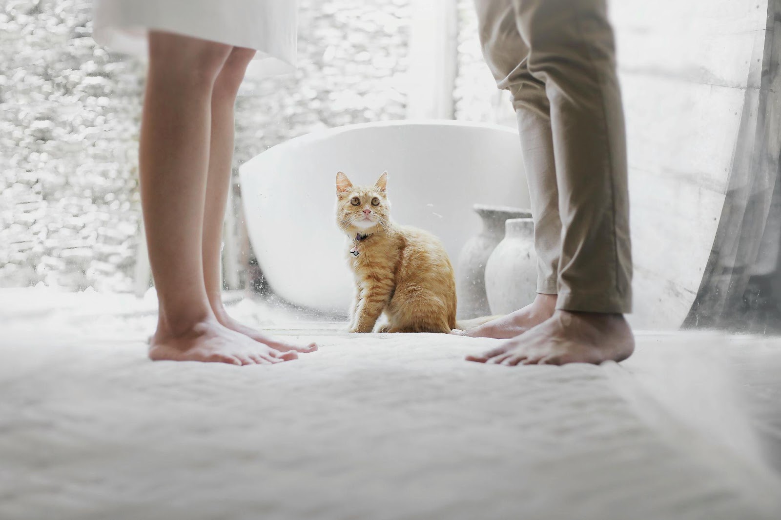 20 Mind-Blowing Cat Training Secrets Revealed by Experts