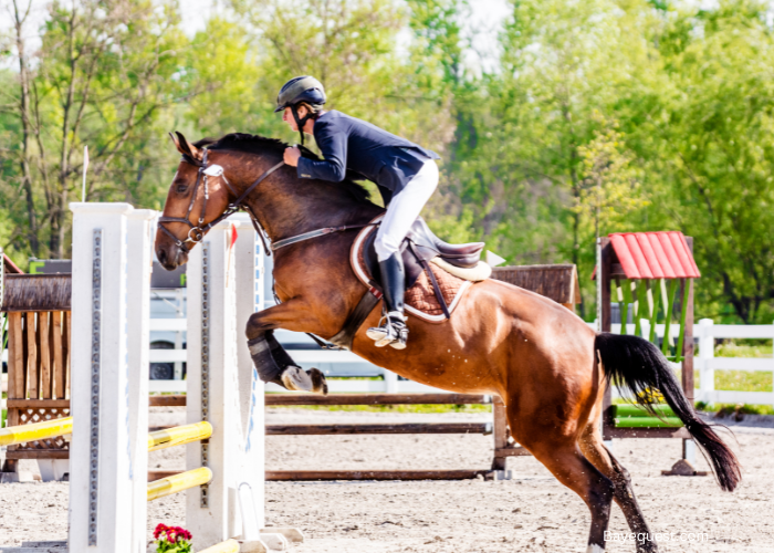 Show jumping