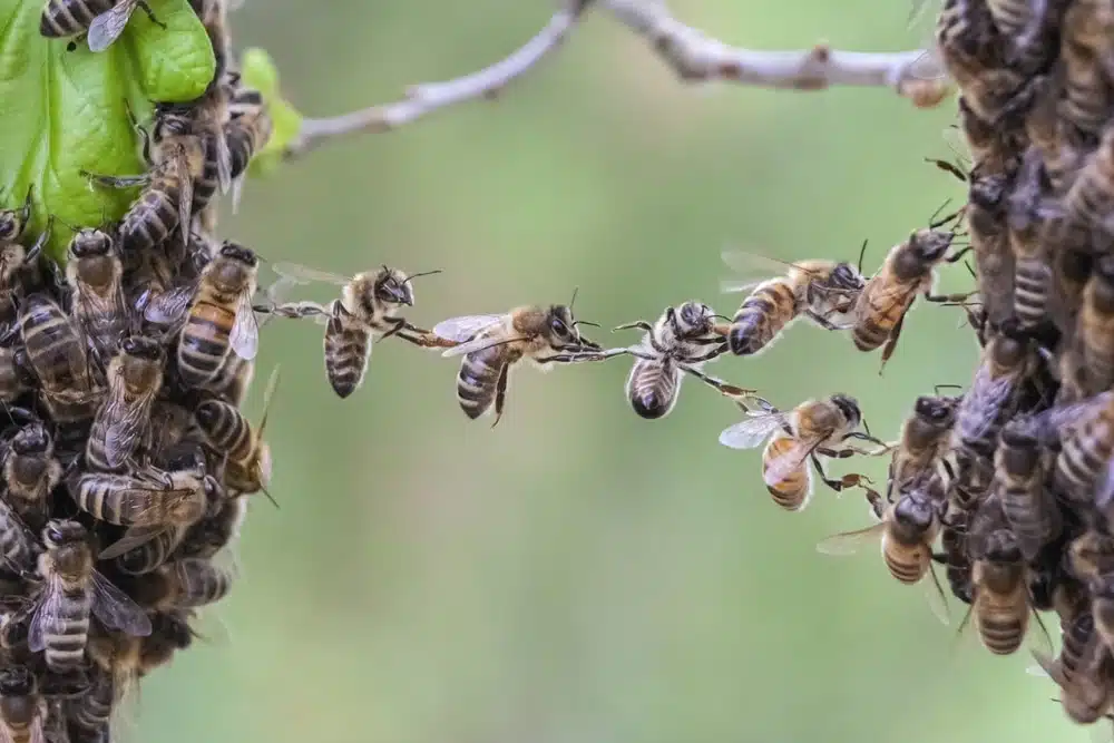 Les phéromones chez les abeilles - Non classifié(e)