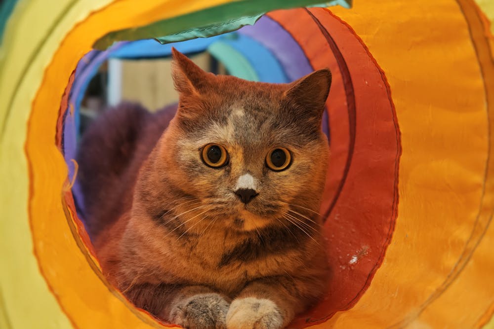 Charming Cat in Vibrant Rainbow Tunnel