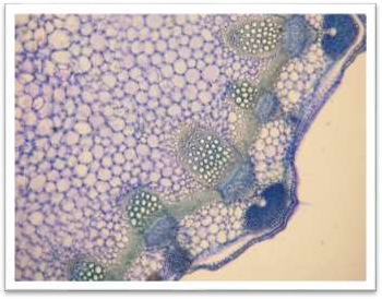 http://www.microscopies.com/DOSSIERS/Magazine/Articles/G.Auderset-Mirande/image008.jpg