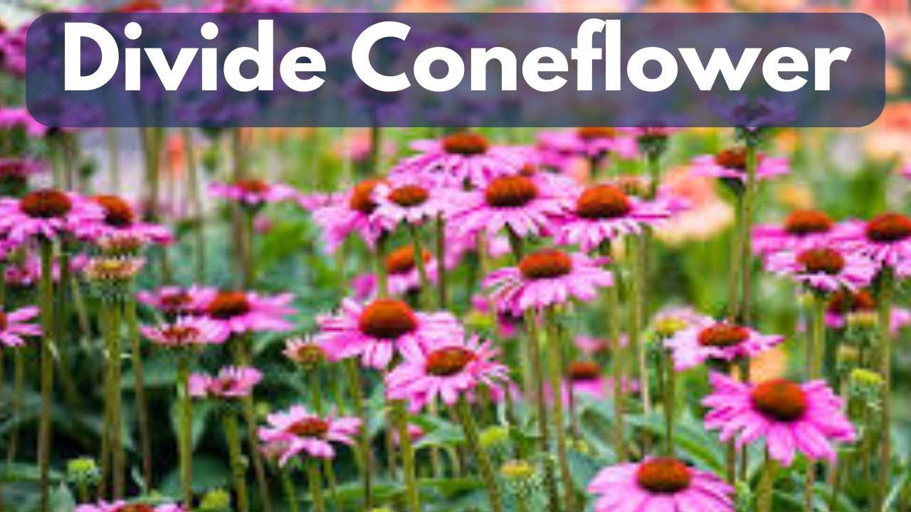 Propagation Techniques to Expand Coneflower Collection