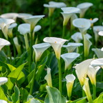 beautiful arabic flowers
