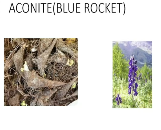 Aconite Poisoning