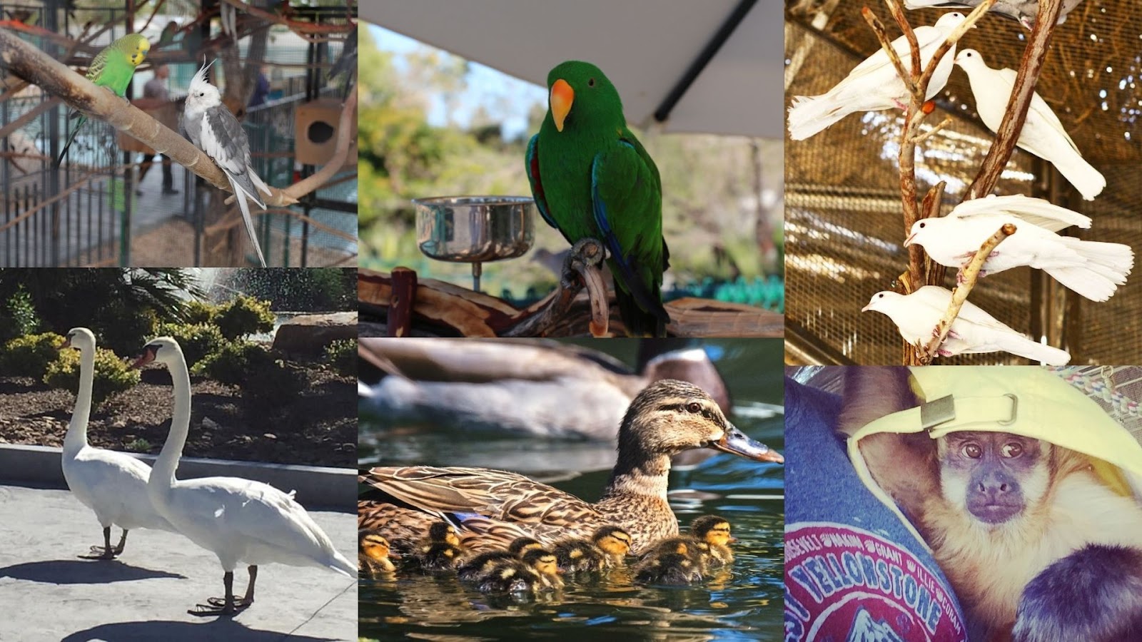 Animal Collection