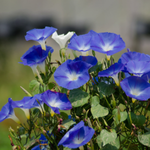 40 flowers name in hindi