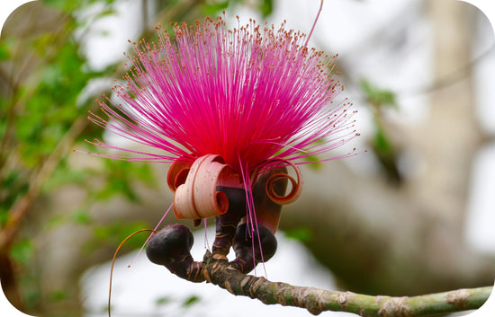 a branch containing pink flower