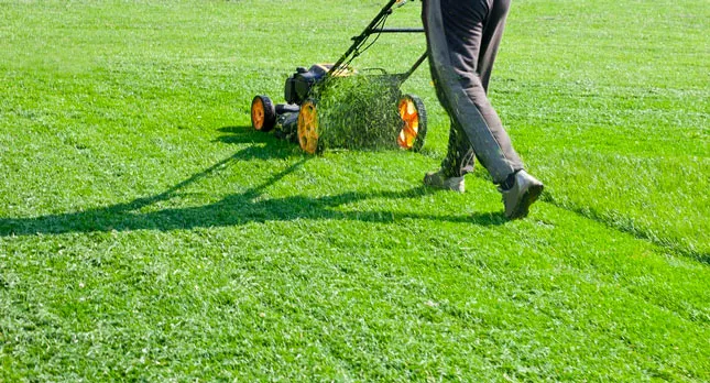 Lawn Care and Landscaping