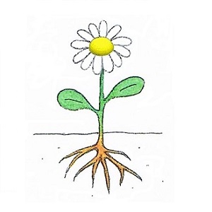 dessin de fleur au jardin