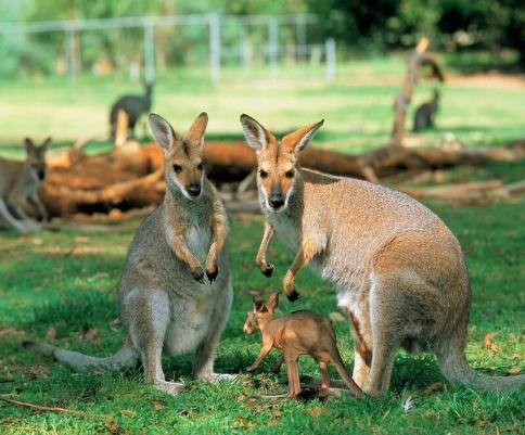 Câu chuyện thú vị về chuột túi Kangaroo - Biểu tượng nước Úc