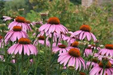 landscaping mistakes to avoid while remodeling your outdoor living space coneflowers in bloom custom built michigan