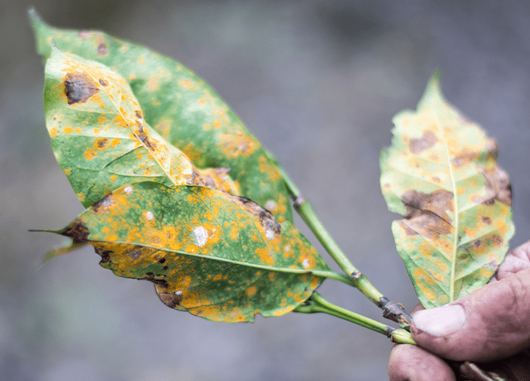 Factors Contributing to Fungal Disease