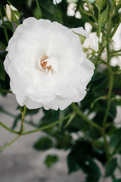 Bindweed