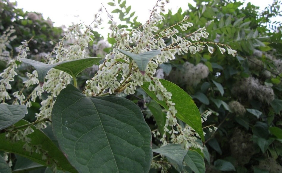 Japanese Knotweed Flowers