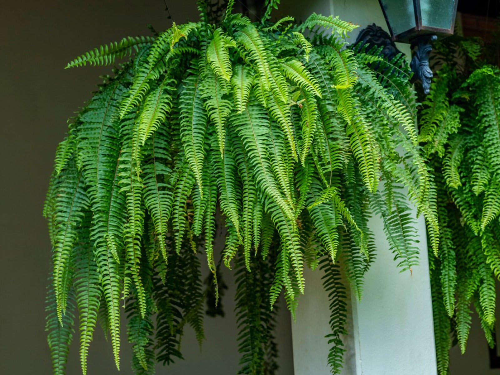 Sword Fern