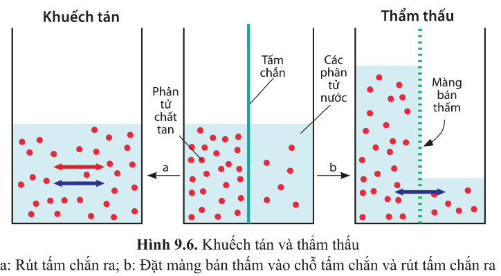 BÀI 9 - TRAO ĐỔI CHẤT QUA MÀNG SINH CHẤT