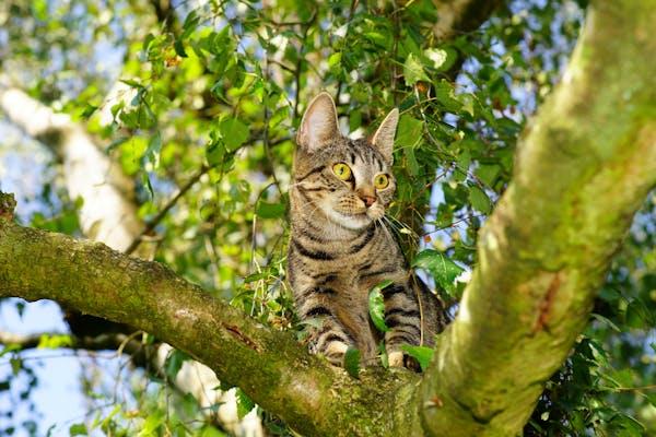 A cat sitting in a tree

Description automatically generated