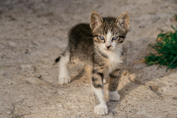 Kurilian Bobtail