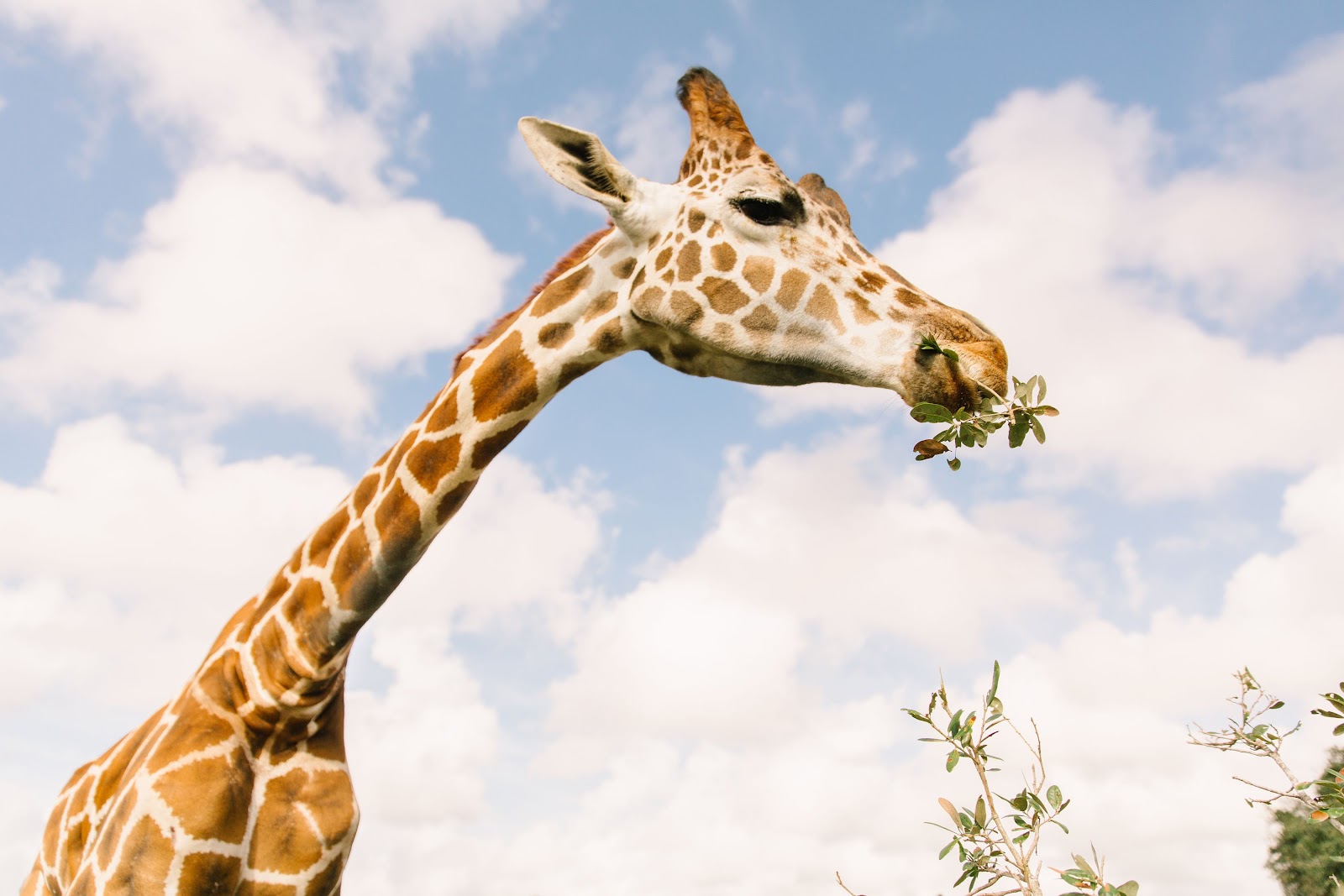 A reticulated giraffe stretching its long neck to munch on leafy branches at Wild Florida’s Drive-Thru Safari.