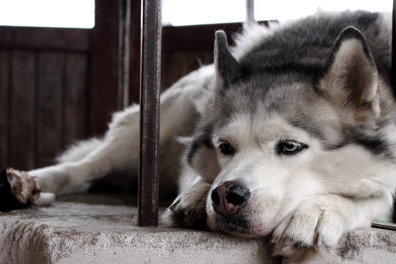 Dog with Seperation Anxiety