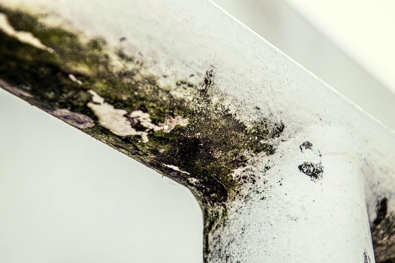  The top of a doorway covered in green and black mold.