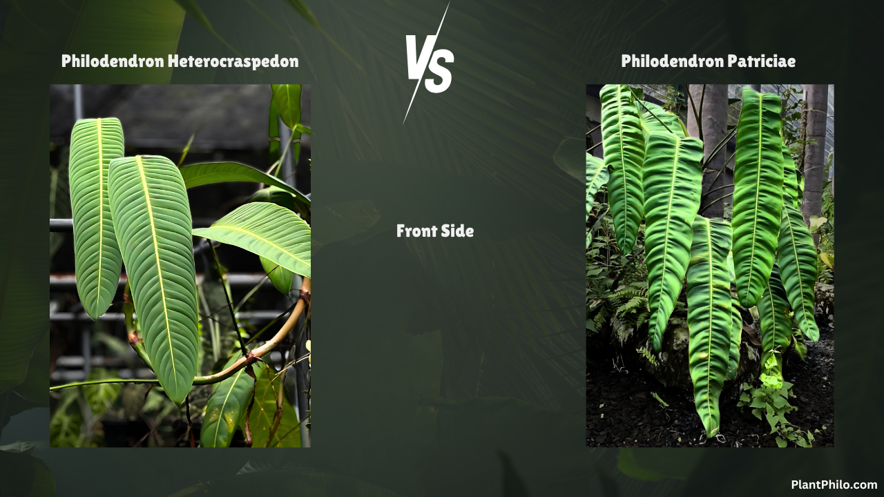 philodendron heterocraspedon vs. patriciae leaf front side Comparison difference Leaf Shape Color Growth Habit Common Problems and Solutions 