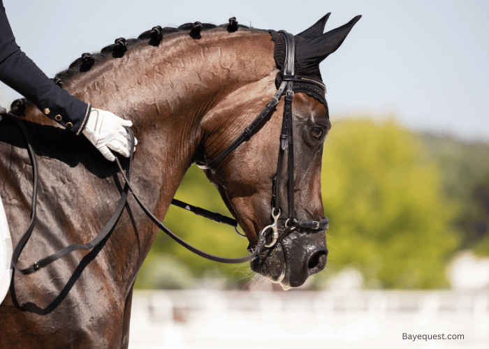 How Does a Horse Bridle Work?