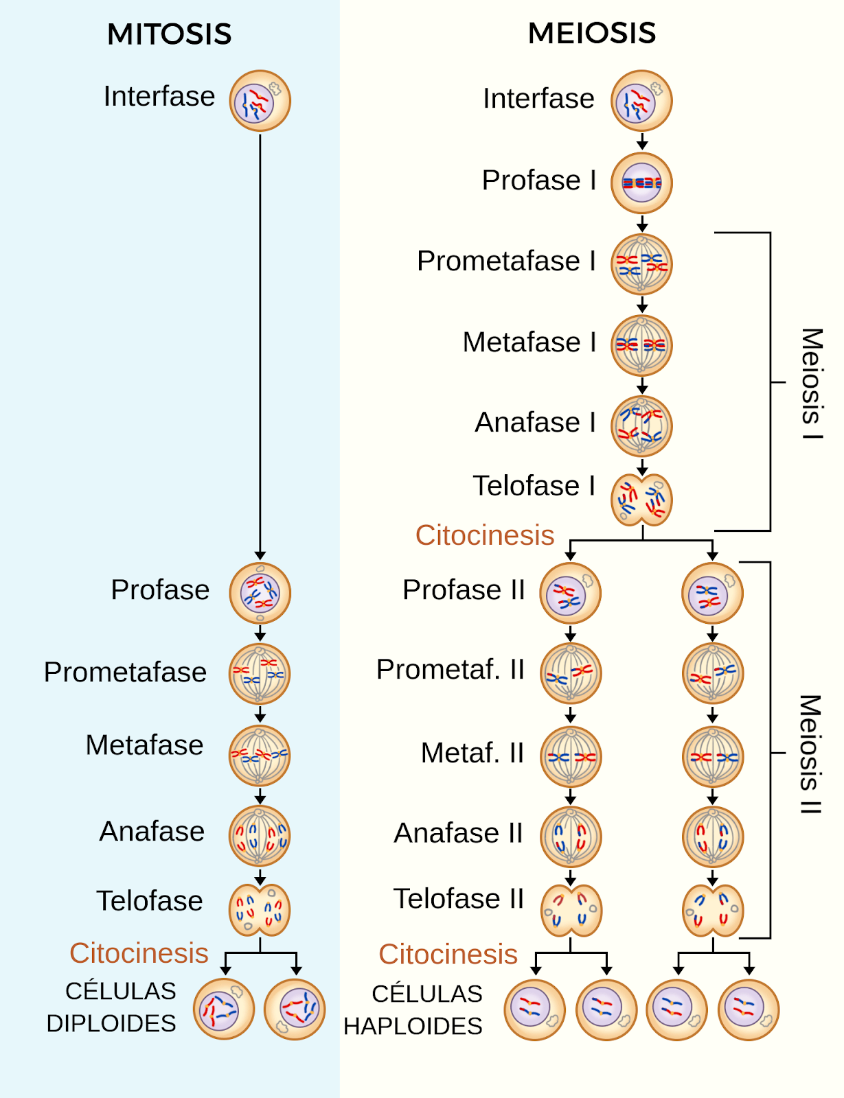 Comparación entre la mitosis y la meiosis - Labster