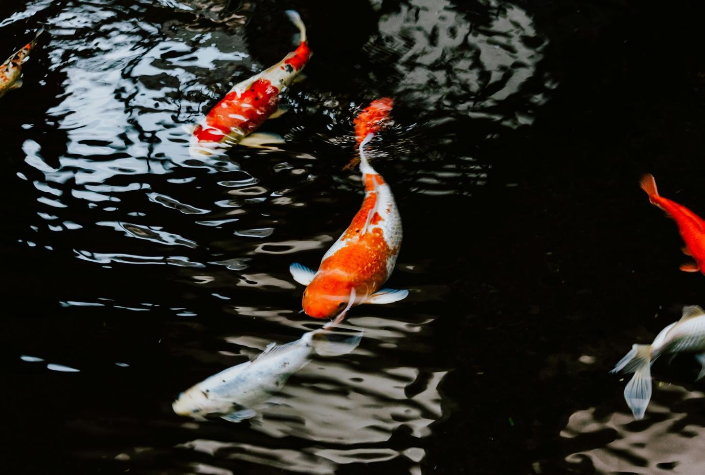 Koi Carp