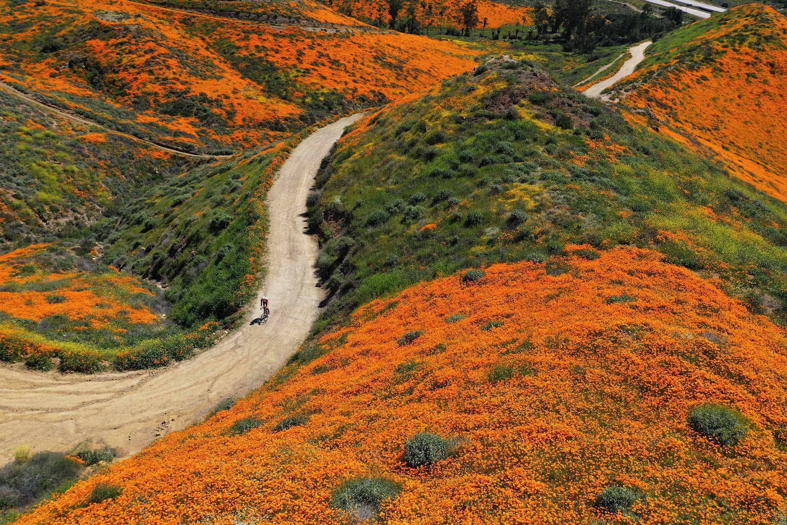 California top bike climbs - Super Bloom, Lake Ilsenore