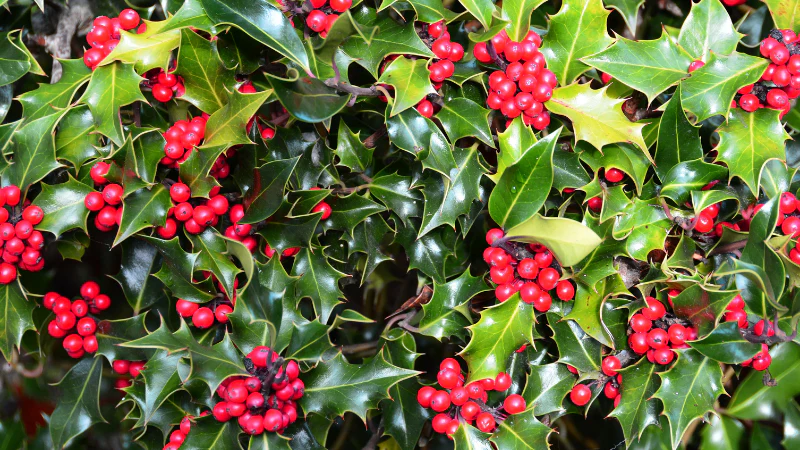 Holly Bushes