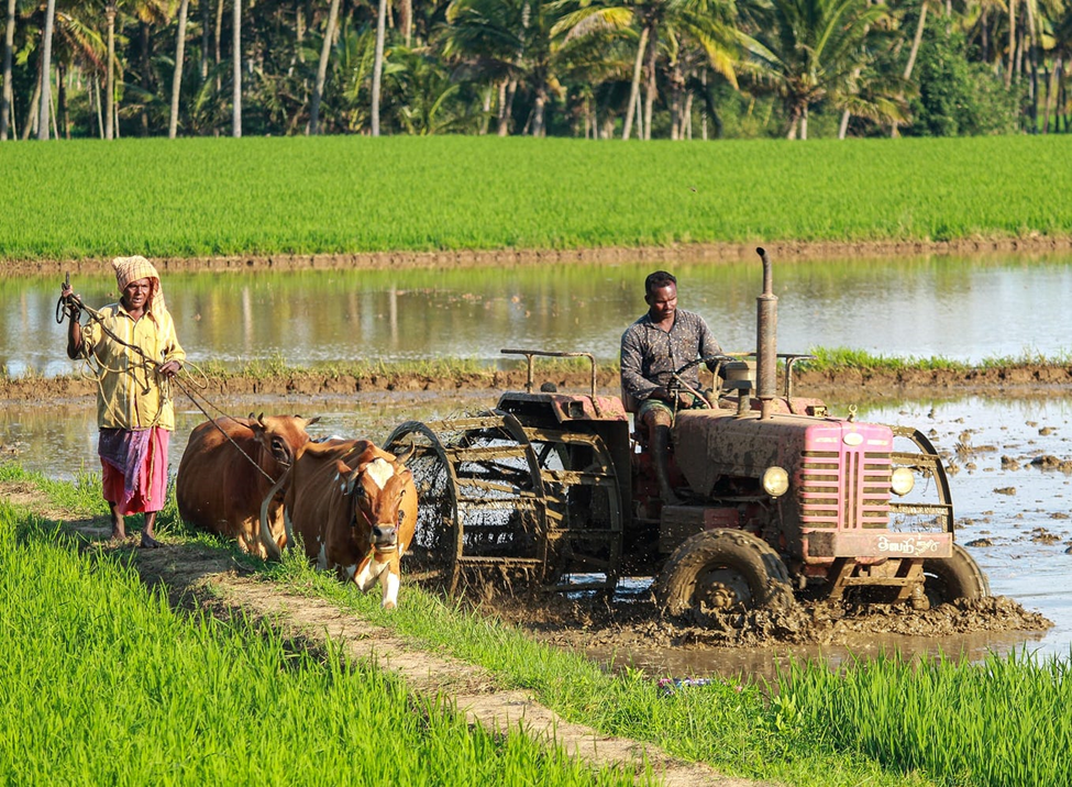 Traditional Farming