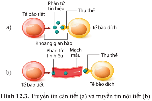 BÀI 12 - THÔNG TIN TẾ BÀO