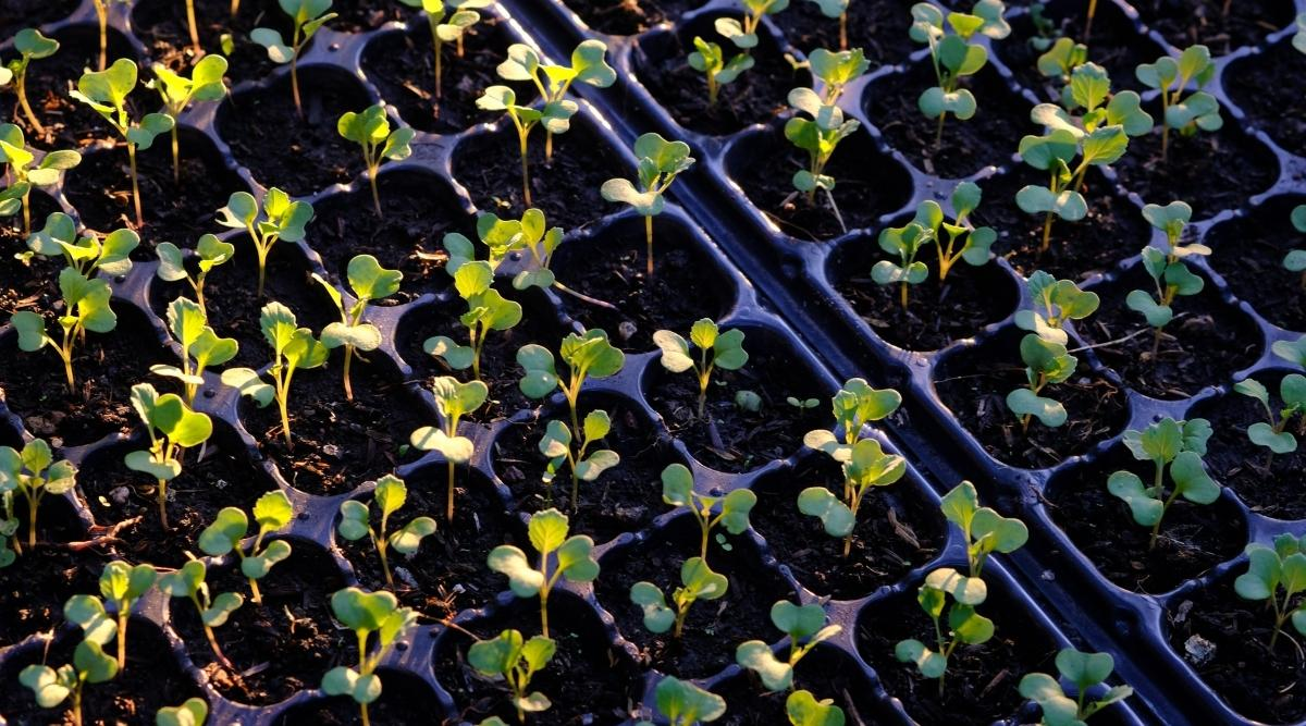 Preparation for Planting Cauliflower