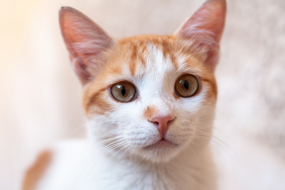 Close-up Shot of a Cat