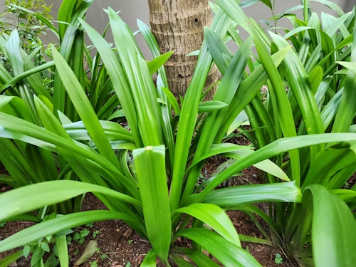 Spider Plant