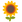 :sunflower: