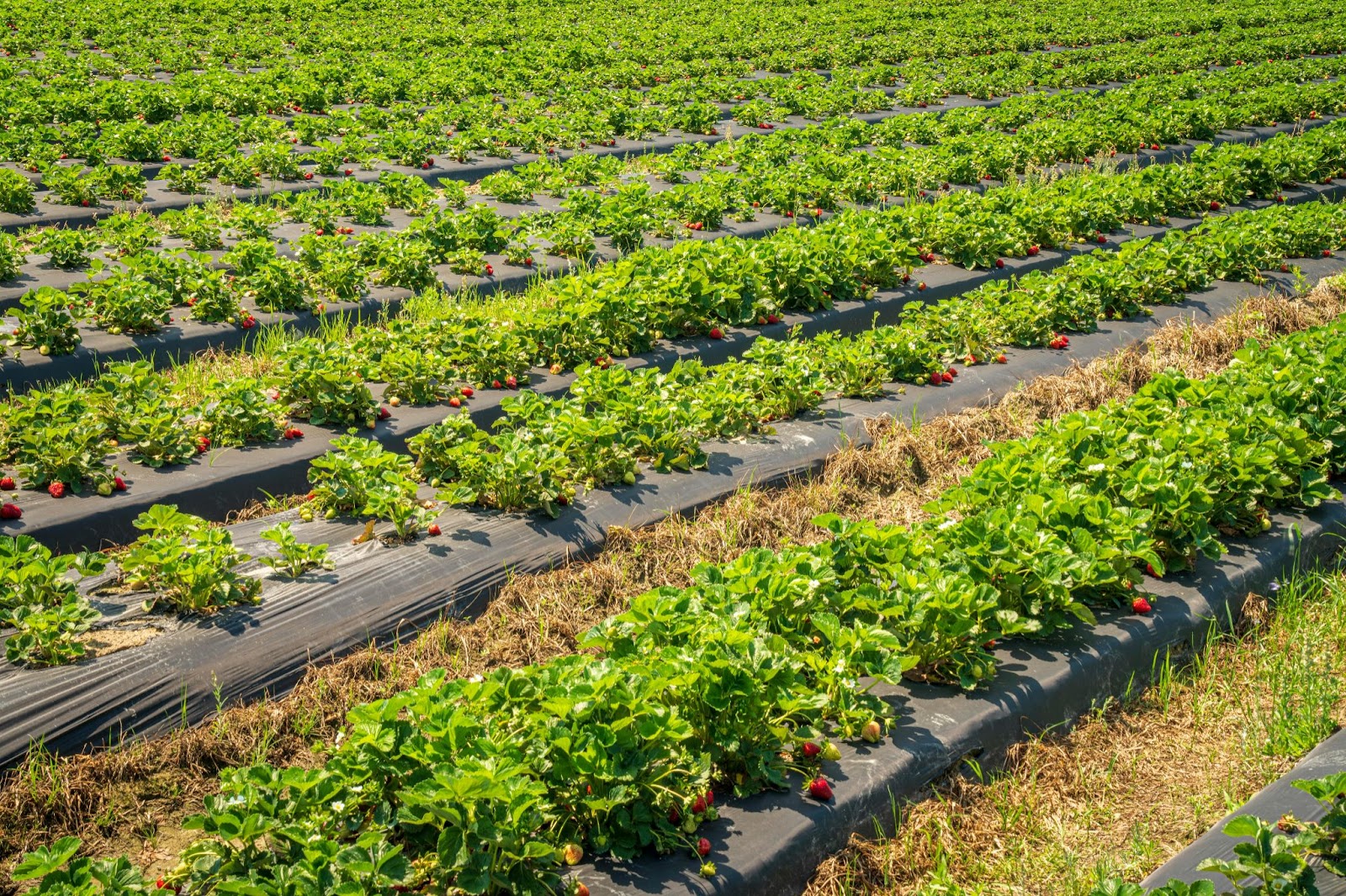 Explore the Strawberry Field